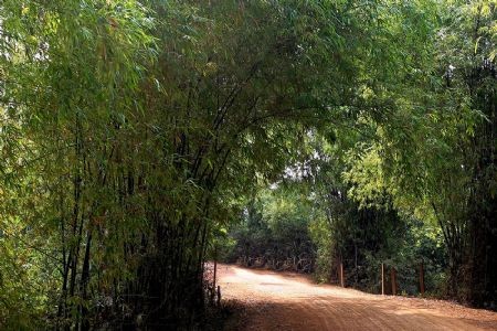 Bamboo in Vietnamese people’s life - ảnh 2